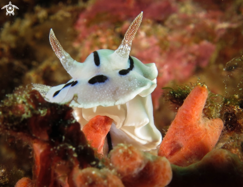 A Nudibranch