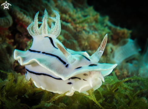 A Nudibranch