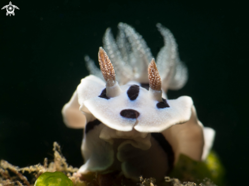 A Nudibranch