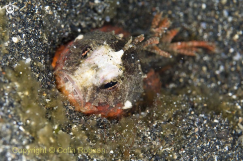 A crab