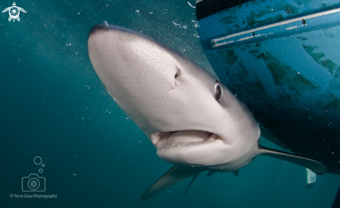 A Prionace glauca | blue shark