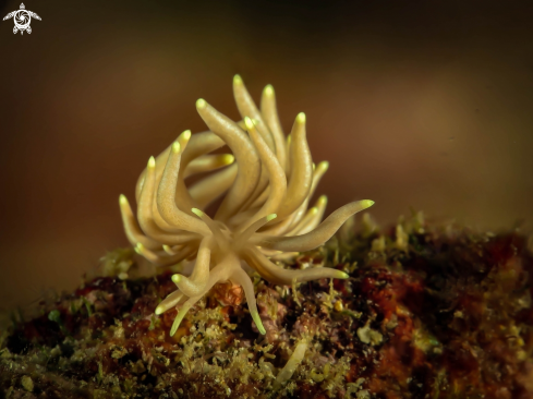 A Nudibranch