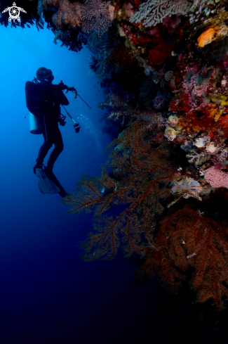 A Coral Reefs