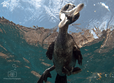 A Phalacrocorax harrisi | flightless cormorant/Galapagos cormorant