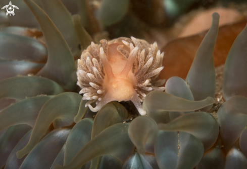 A Nudibranch