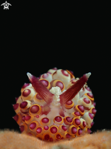 A Janolus sp. | Nudibranch