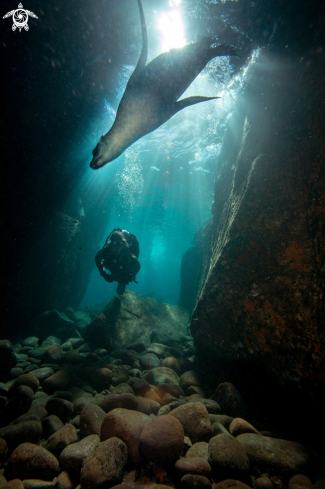 A California Sea Lion