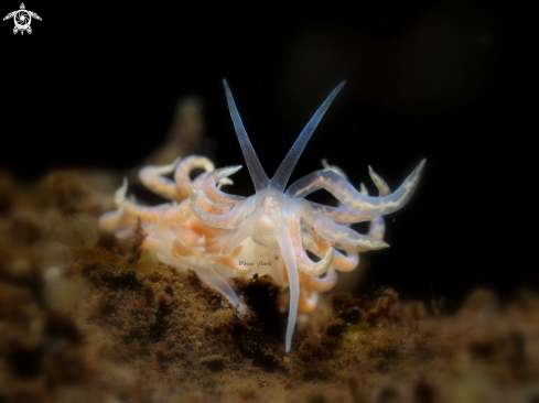 A Phyllodesmium