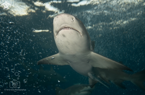 A Negaprion brevirostris | lemon shark