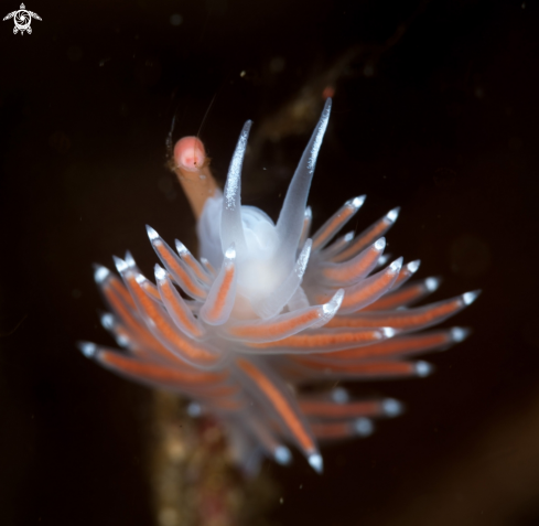 A Nudibranch 