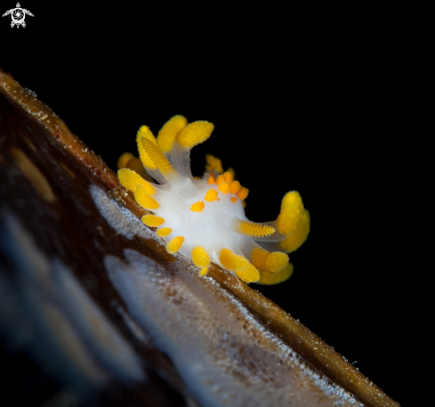 A Nudibranch 