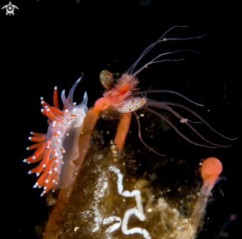 A Nudibranch 