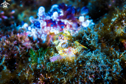 A  blenny