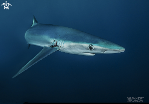 A Blue Shark