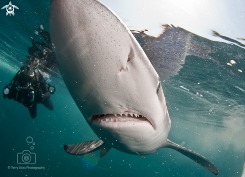 A Prionace glauca | blue shark