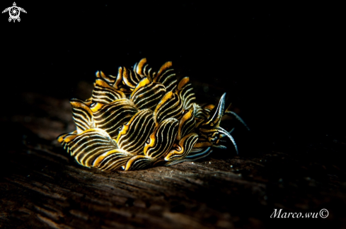 A Tiger nudi