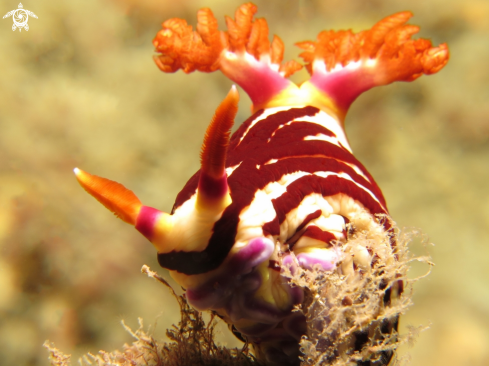 A Nembrotha purpureolineata | Nembrotha Lineolata