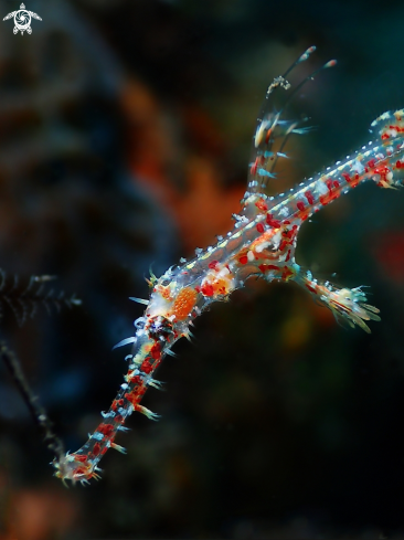 A Ornate ghost pipefish baby