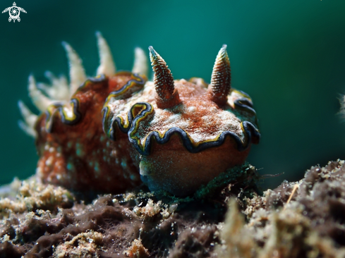 A Nudibranch