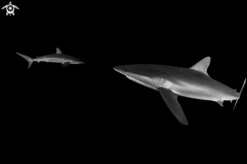 A Carcharhinus falciformis | Silky Shark