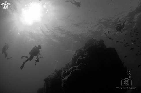 A (homo sapiens) | divers & pinnacle