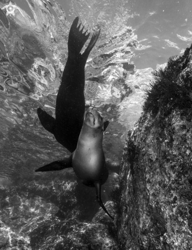 A California sea lion