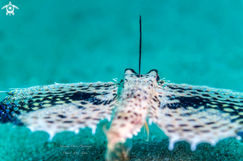 A Oriental flying gurnard 