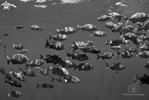 A Kyphosus elegans | cortez sea chub