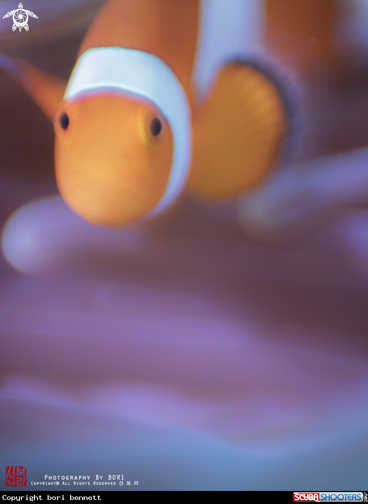 A clownfish 