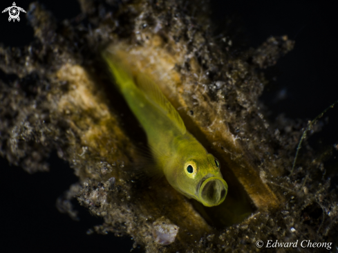 A Yellow Goby