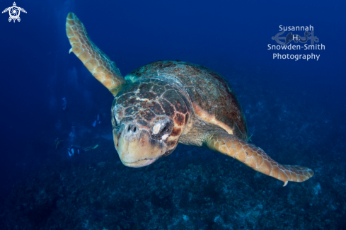 A Caretta caretta | Loggerhead turtle