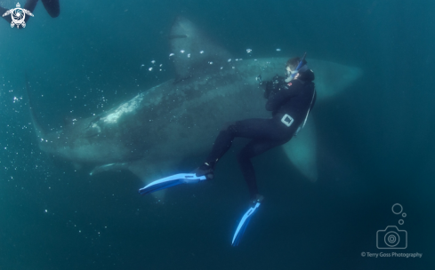 A basking shark