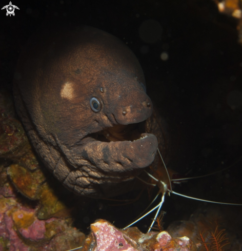 A Moray eel