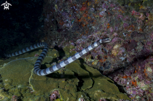 A seasnake