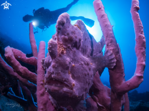 A Frog fish 