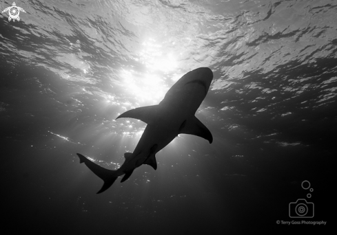 A lemon shark