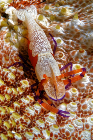 A emperor shrimp