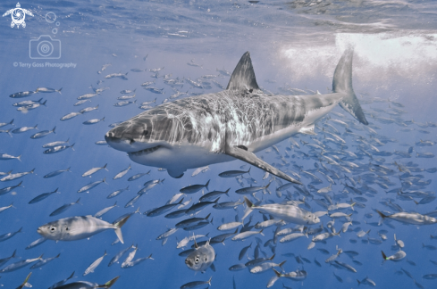 A Carcharodon carcharias | white shark