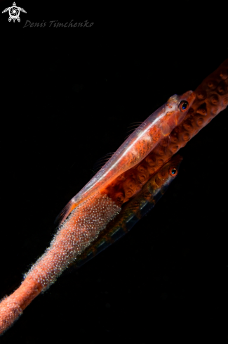 A Bryaninops amplus | GOBY