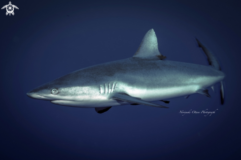 A Grey reef shark