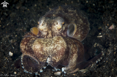 A Coconut octopus