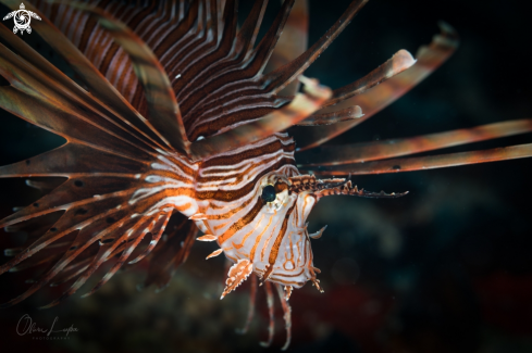 A Lionfish