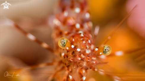 A Anton Brunni cleaner shrimp