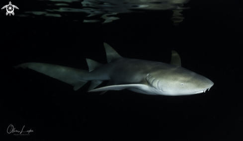 A Nurse Shark