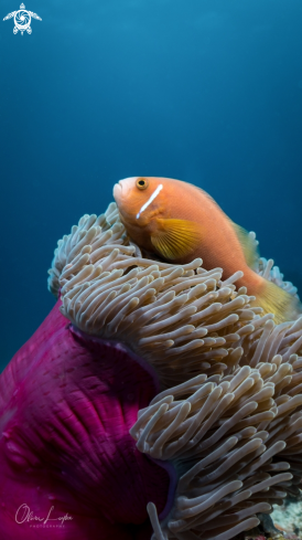 A blackfooted Anemonenfish