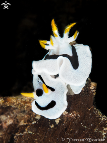 A Chromodoris Dianae | Doris de Diane