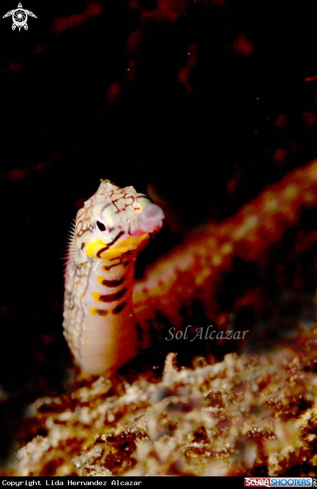 A pipefish