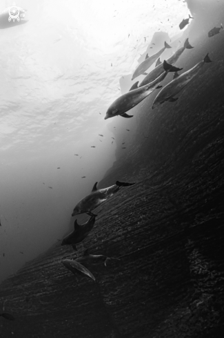 A Tursiops truncatus | Bottlenose Dolphin