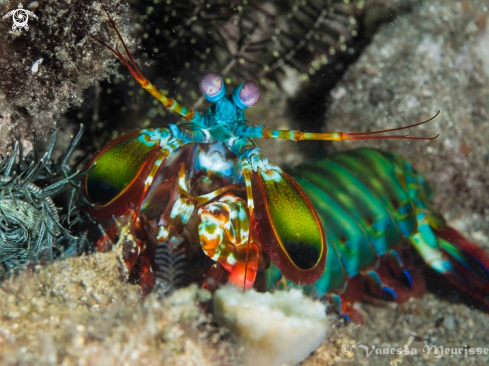 A Odontotactylus Scyllarus | Squille Multicolore