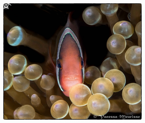 A Amphiprion Clarkii | Poisson Clown de Clark